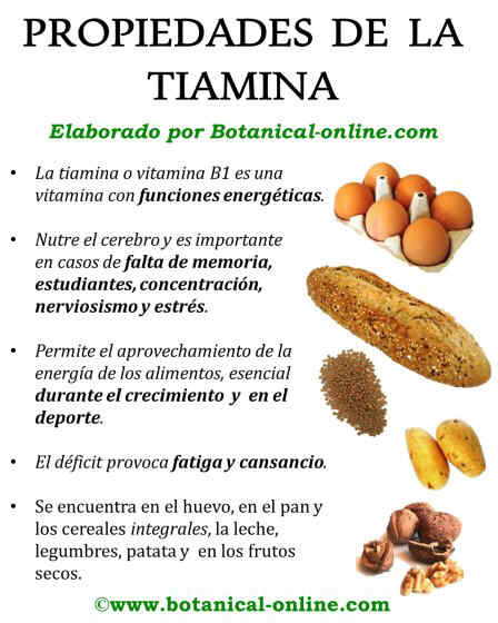 Propiedades de la tiamina vitamina b1