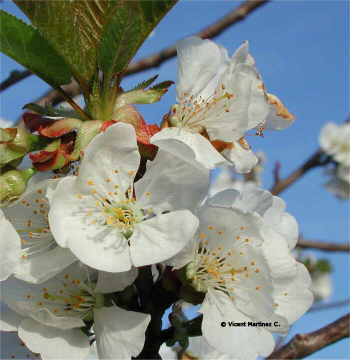 Prunus avium flores