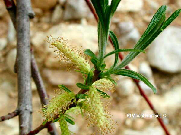 Salix eleagnos