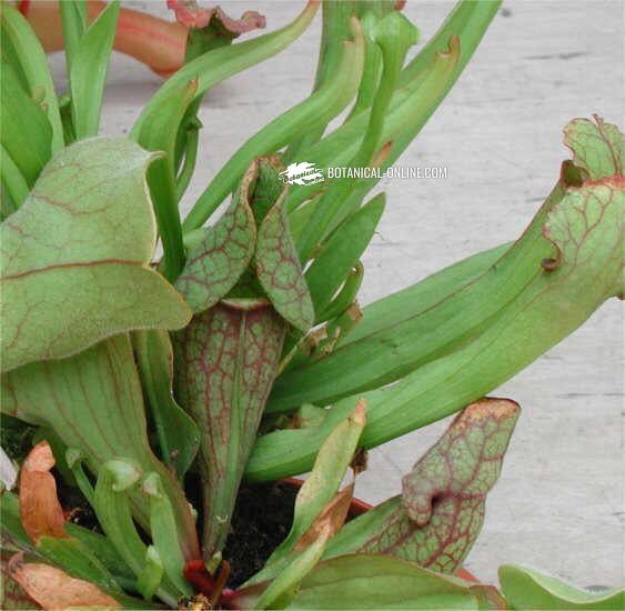 Sarracenia purpurea