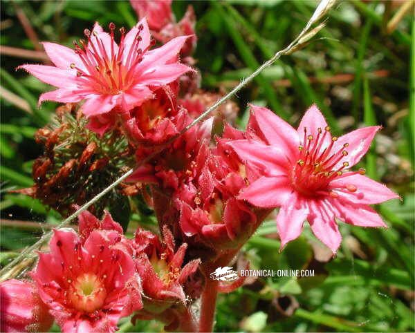 Cultivo de siempreviva de telarañas – Botanical-online