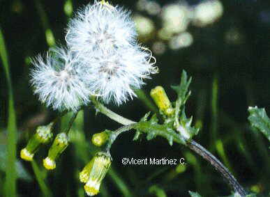 Senecio vulgaris