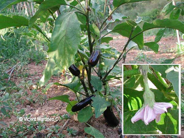 Solanum melongea