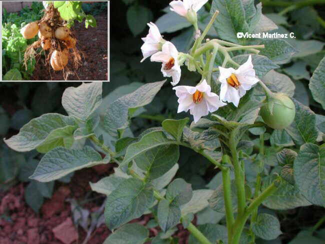 Solanum tuberosum