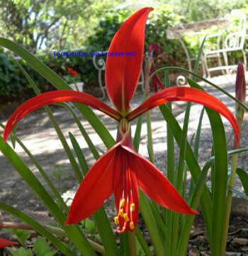 Flor de lis (Sprekelia formosissima)