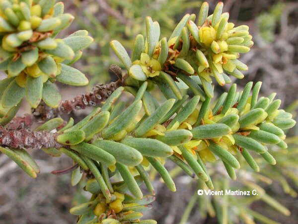 Thymelaea tinctoria