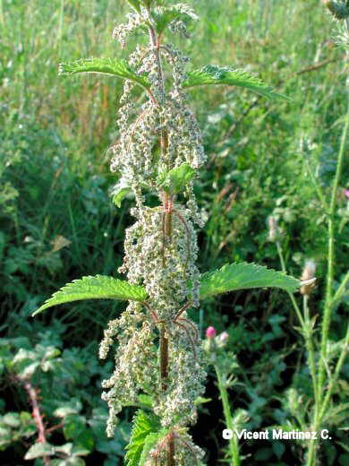 Urtica dioica