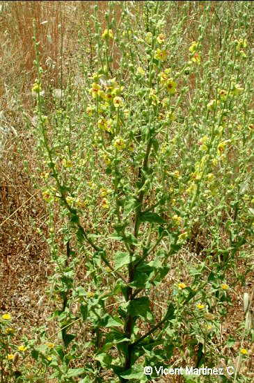 Verbascum sinuatum