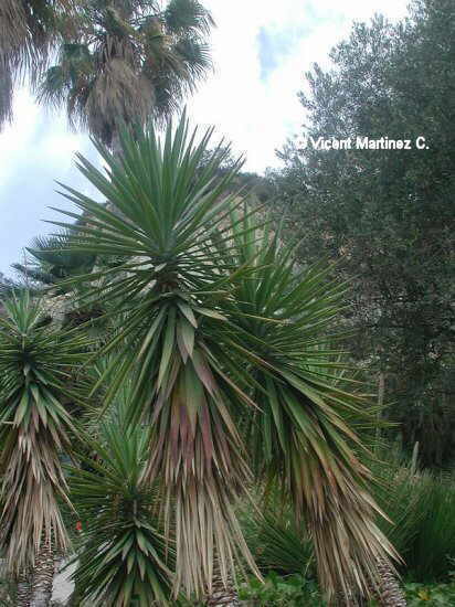 YUCCA