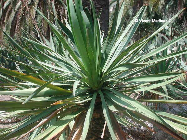 Yucca recurvifolia