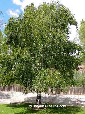 aspecto general arbol abedul betula pendula