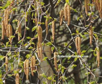 frutos de abedul