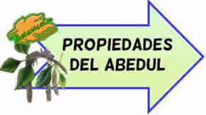 propiedades medicinales abedul