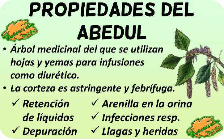 propiedades medicinales del abedul planta medicinal