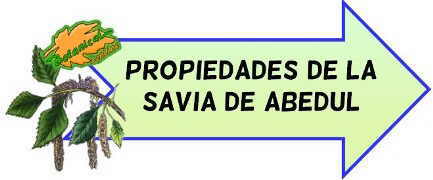 propiedades savia abedul