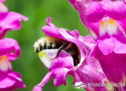 abeja polinizando flor