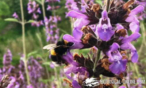 abejorro polinizando flor de equinacea