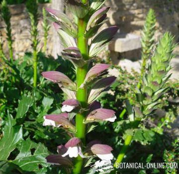 acanto acanthus mollis