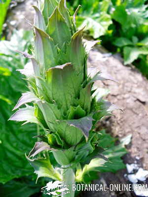 inflorescencia acanto acanthus mollis