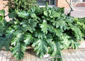 porte general acanto acanthus mollis