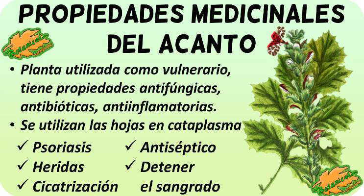 acanto propiedades medicinales acanthus mollis