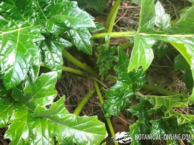 tallo acanto acanthus mollis
