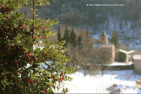 Foto de acebo en la nieve