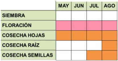 Calendario de cultivo de la acedera