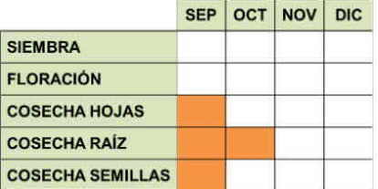 Calendario de cultivo de la acedera