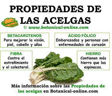 Propiedades de las acelgas