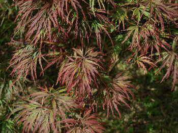 acer palmatum