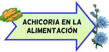 achicoria recetas