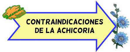 contraindicaciones de la achicoria