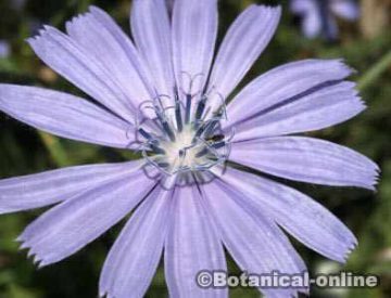 achicoria flor