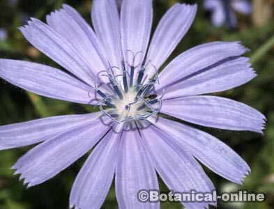 flor azul achicoria Cichorium intybus 