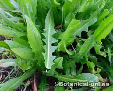 planta achicoria en roseta