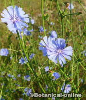 flor de achicoria