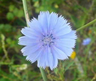 flor de achicoria