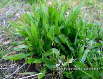 achicoria escarola planta silvestre