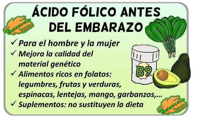 Ácido fólico para preparar el embarazo – Botanical-online