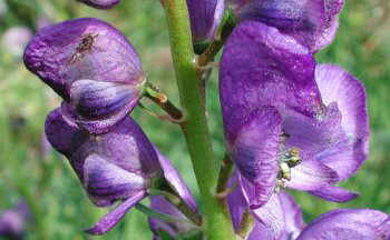 Flor de acónito