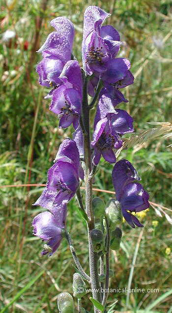 Aconitum napellus