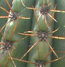 espinas cactus areolas Tricocreus validus