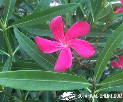 adelfa flor fucsia