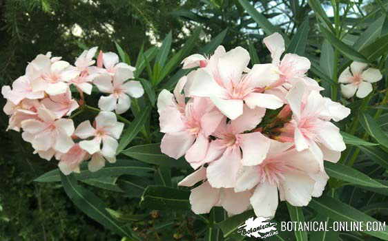 flores de adelfa de color crema