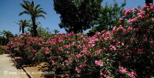 adelfas plantadas en un paseo