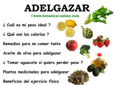 Guía para adelgazar – Botanical-online