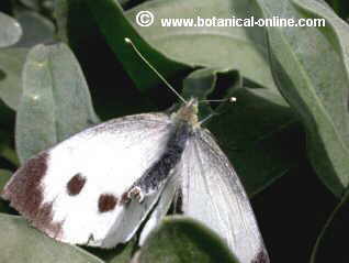 mariposa de la col