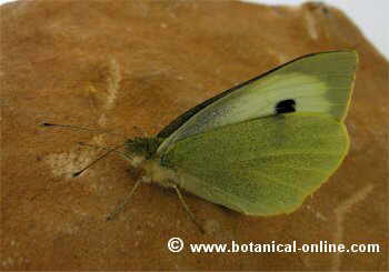 Mariposa de la col