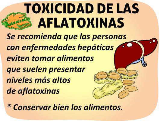 toxicidad peligros de las aflatoxinas